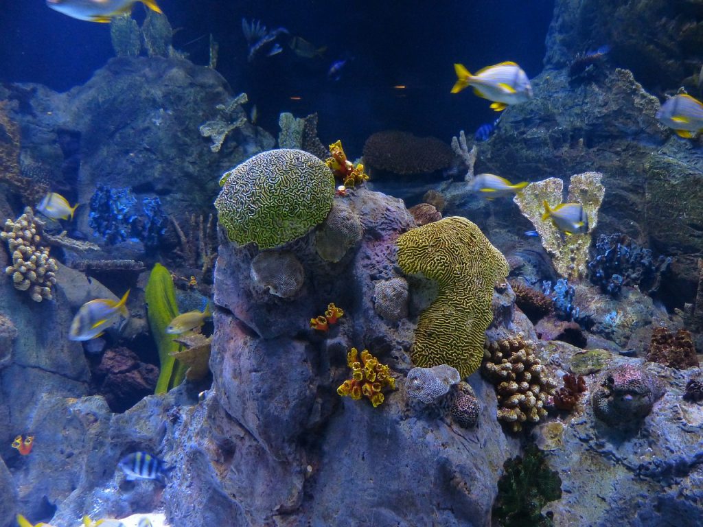reef, coral reef, sponges-452882.jpg